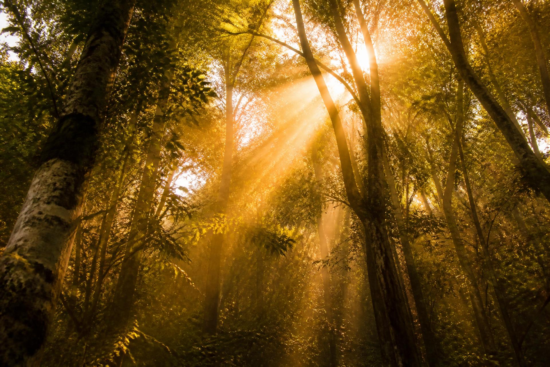 Luz do sol atravessando a copa de uma floresta nativa brasileira